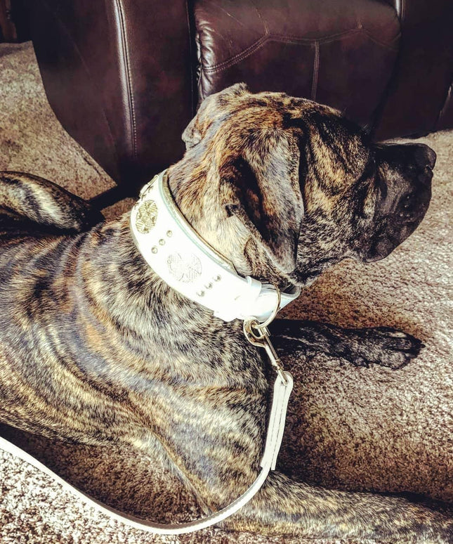 The "Maximus" leash white & gold-2