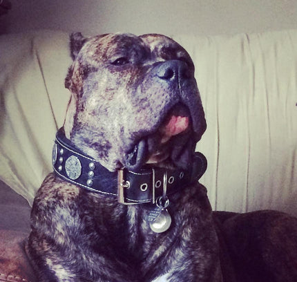 The "Maximus Silver" leash-4