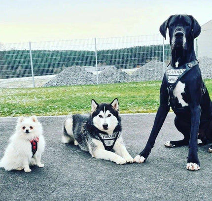 The "Metal" harness- Personalized!-1