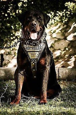 The "Metal" harness- Personalized!-3