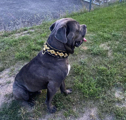 The ''Midas'' Collar Gold-4