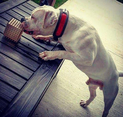 The "Reptile" collar-3