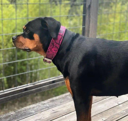 The ''Rock Python'' collar PINK-3