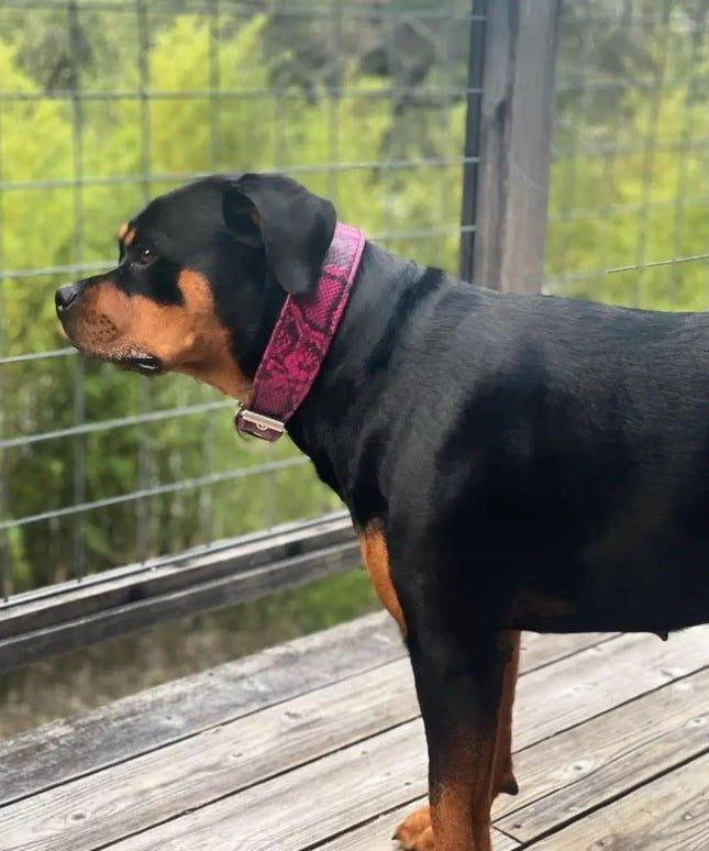 The ''Rock Python'' collar PINK-3