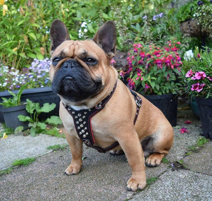 The "Rocky" studded leather harness Small to Medium Size-1