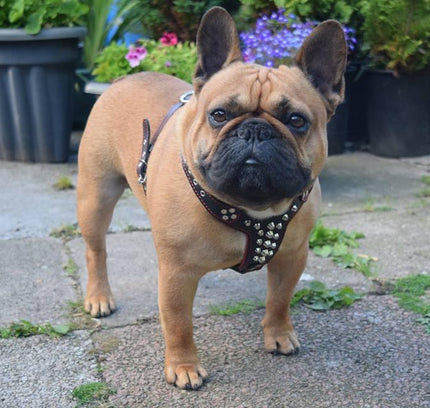 The "Rocky" studded leather harness Small to Medium Size-3