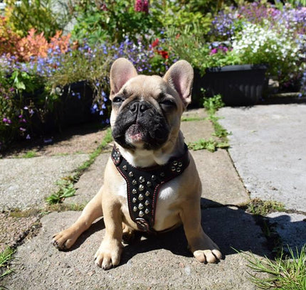 The "Rocky" studded leather harness Small to Medium Size-2