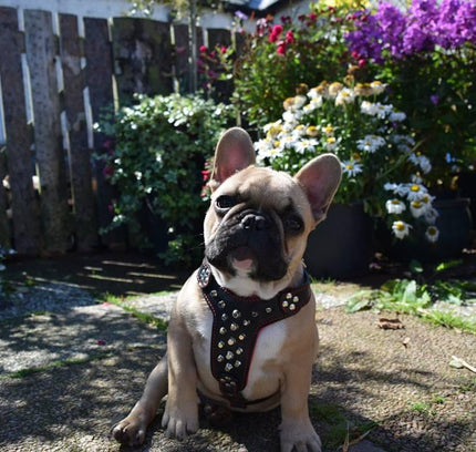 The "Rocky" studded leather harness Small to Medium Size-4