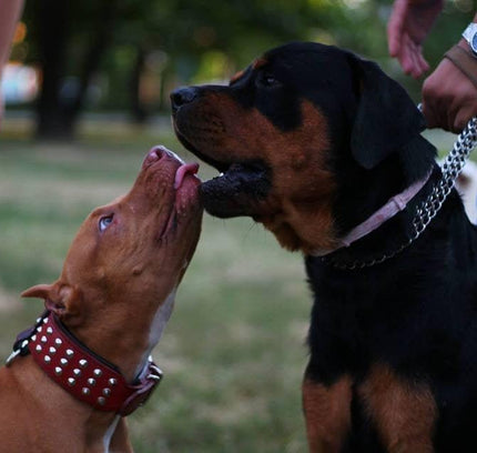 The "Star" Set- collar & leash-3