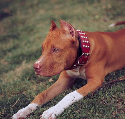 The "Star" Set- collar & leash-2