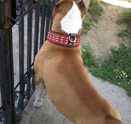 The "Star" Set- collar & leash-1