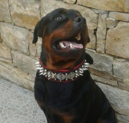 The "Steel" collar-3