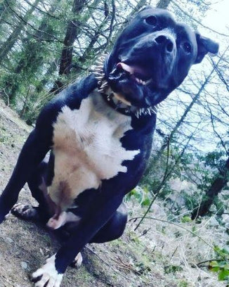 The "Steel" collar-4