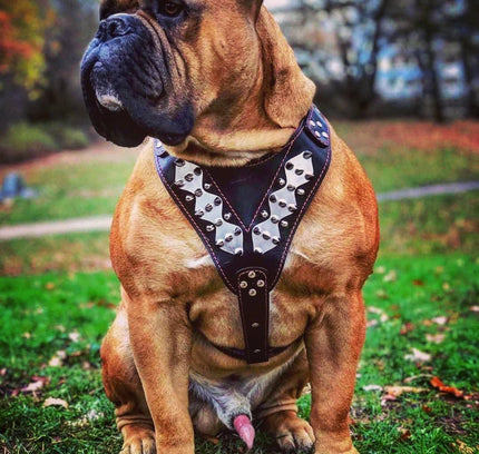 The "Steel" harness-2