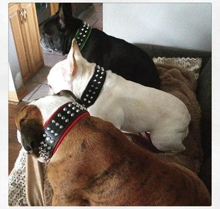 The "Stud" dog collar-4