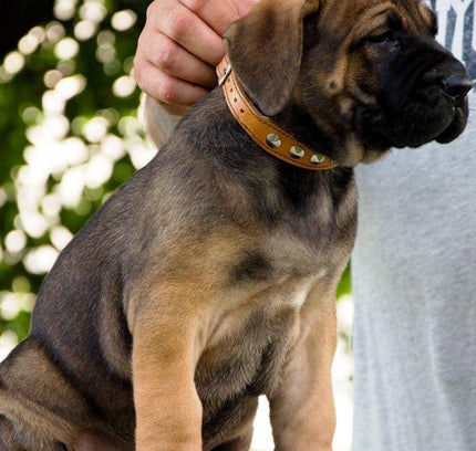 The "Superstar" puppy dog collar-2