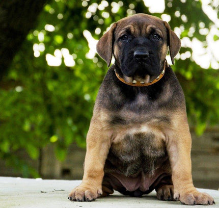 The "Superstar" puppy dog collar-1