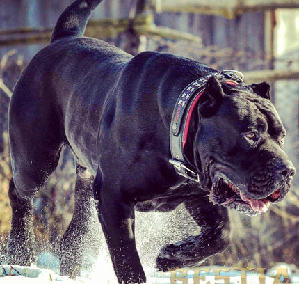 The unique "General" leather dog collar for big dogs-4