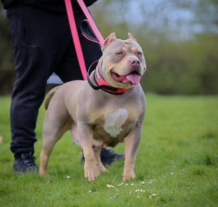 BESTIA DOG SPORT dual handle leash neon pink-2