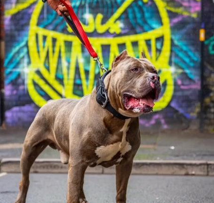 BESTIA DOG SPORT dual handle leash Red-3