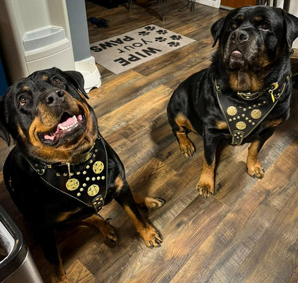 "Maximus Black" BIG dog SET- Harness - collar - lead. Brass rivets-1