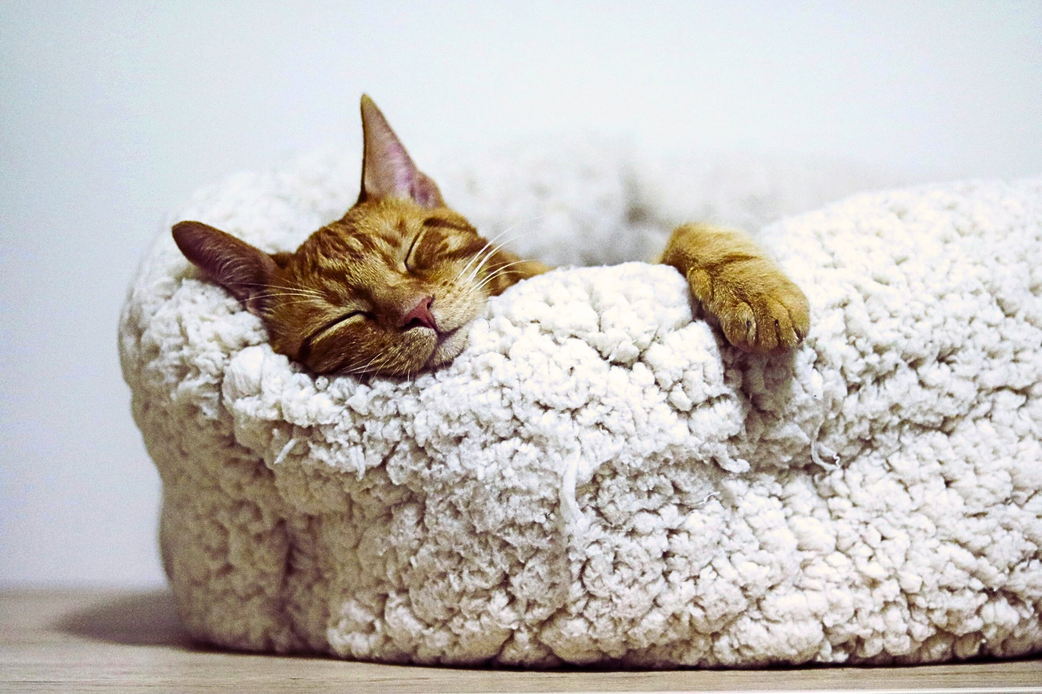 How to Choose the Right Bed for Your Dog or Cat