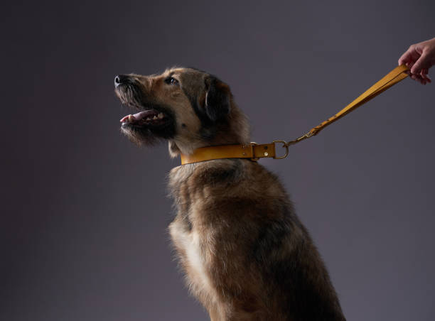 How to Choose the Right Dog Leash
