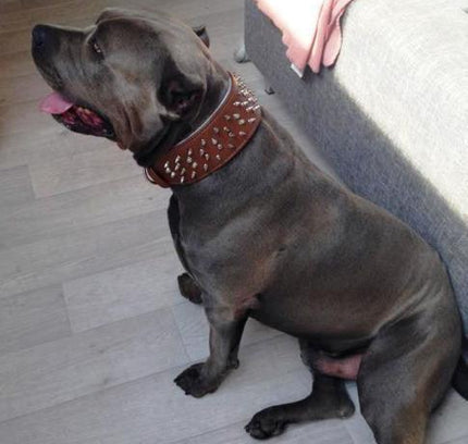 The "Crown" collar-2