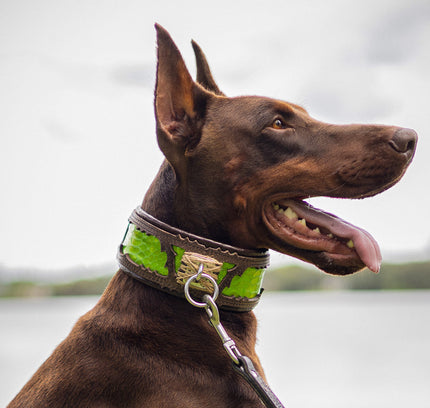 The ''Venom'' collar-4