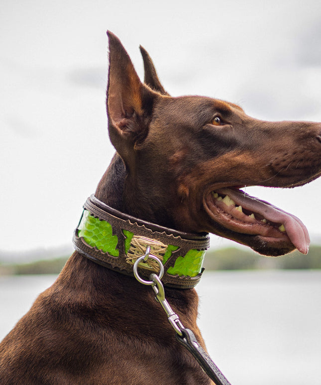 The ''Venom'' collar-4