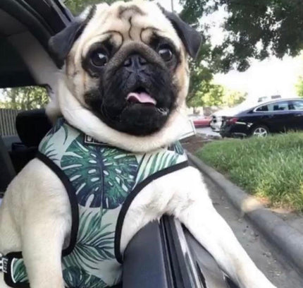 ADJUSTABLE HARNESS - NAPA-3