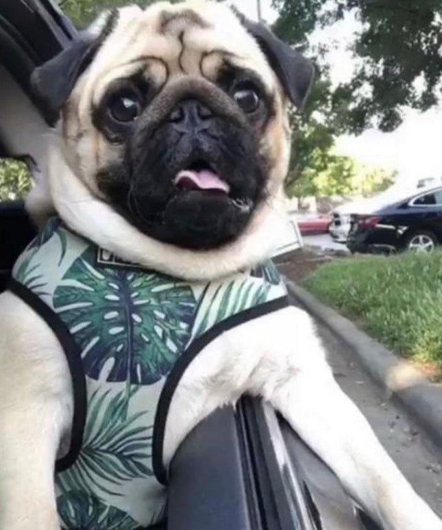 ADJUSTABLE HARNESS - NAPA-3