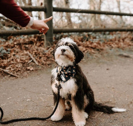 ROPE LEASH - OMBRE BLACK-2