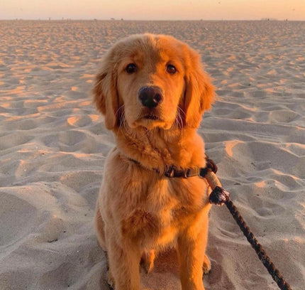 ROPE LEASH - OMBRE BLUE-3