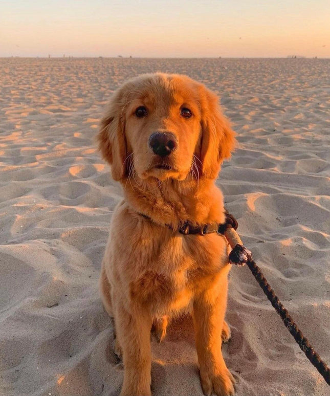 ROPE LEASH - OMBRE BLUE-3