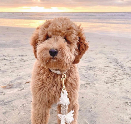 ROPE LEASH - NATURAL-1