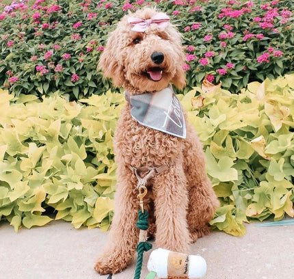 ROPE LEASH - OMBRE OLIVE-1