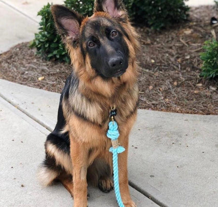 ROPE LEASH - BUBBLES-2