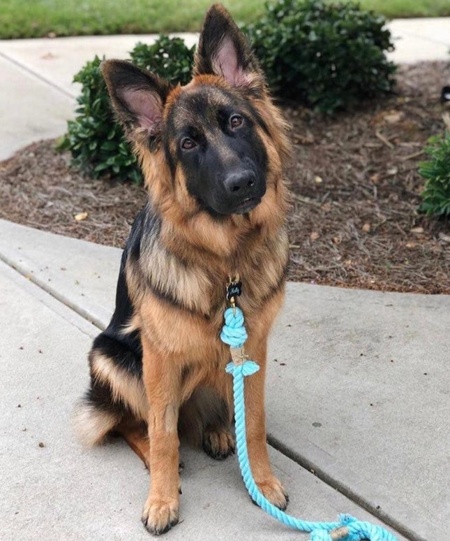 ROPE LEASH - BUBBLES-2