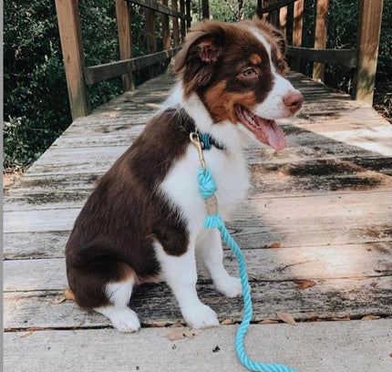 ROPE LEASH - BUBBLES-4