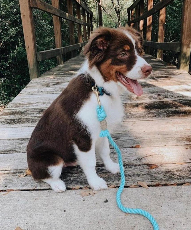 ROPE LEASH - BUBBLES-4