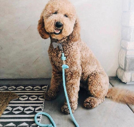 ROPE LEASH - PASTEL RAINBOW-1