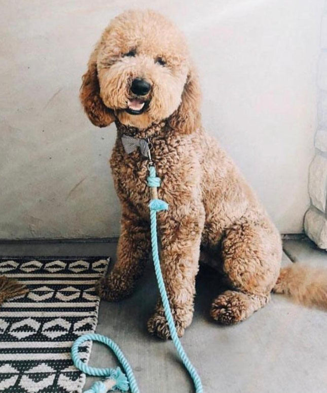 ROPE LEASH - PASTEL RAINBOW-1