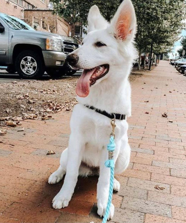 ROPE LEASH - PASTEL RAINBOW-2