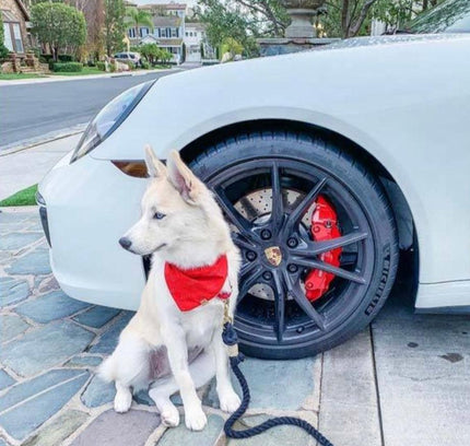 ROPE LEASH - OMBRE PINK-4