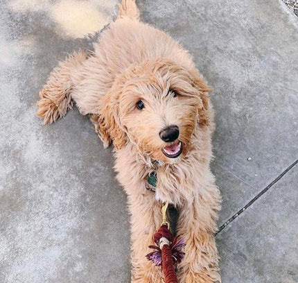 ROPE LEASH - PRIMROSE-4