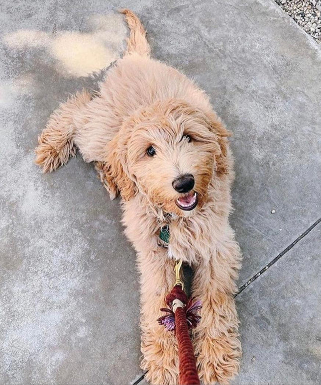 ROPE LEASH - PRIMROSE-4