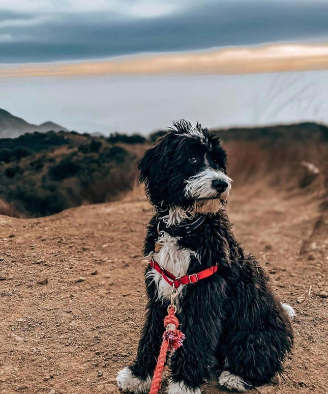 ROPE LEASH - SUNNY DAZE-3