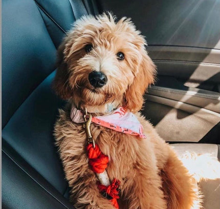 ROPE LEASH - SUNNY DAZE-1