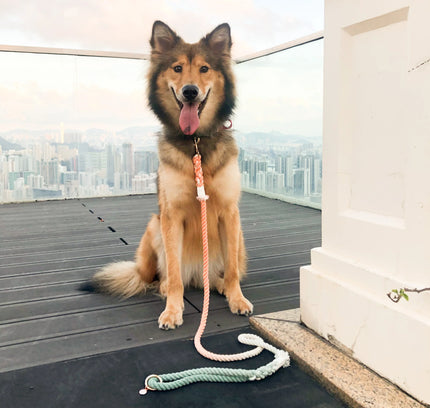 HANDS FREE DOG ROPE LEASH - BUBBLE SODA-1